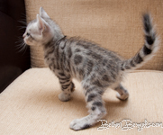 Bengal cat silber rosetted